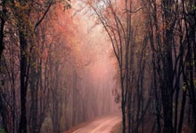 天涯社区：在人海中寻找共鸣